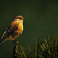 Western Bluebird - Sialia mexicana by Robert Niemeier