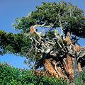 Western Juniper Juniperus Yosemite California Photograph by Dave Welling Western Juniper Juniperus Yosemite California Photograph by Dave Welling