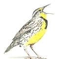 Western Meadowlark Drawing by Karrie J Butler Western Meadowlark Drawing by Karrie J Butler