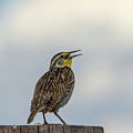 Western Meadowlark 2014 Photograph by Thomas Young Western Meadowlark 2014 Photograph by Thomas Young