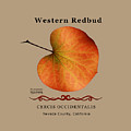 Western Redbud Cercis occidentalis Digital Art by Lisa Redfern Western Redbud Cercis occidentalis Digital Art by Lisa Redfern