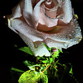 Wet Rose by John Bauer