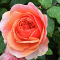 Wet Rose Digital Art by Nancy Olivia Hoffmann Wet Rose Digital Art by Nancy Olivia Hoffmann