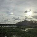 Wetlands 3582 by David McKinney