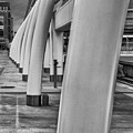 Whale Ribs Photograph by Tony Locke Whale Ribs Photograph by Tony Locke