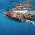 whale shark - Rhincodon typus Photograph by Olivier Parent whale shark - Rhincodon typus Photograph by Olivier Parent