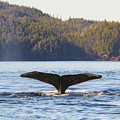 Whale Tale 3 Photograph by Michael Rauwolf Whale Tale 3 Photograph by Michael Rauwolf