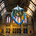 Whale Wonder by Raymond Hill