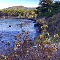 Whalers Cove Point Lobos Photograph by Luisa Millicent Whalers Cove Point Lobos Photograph by Luisa Millicent