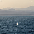 Whales Off the Coast of South Africa III Photograph by William Dickman