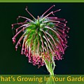 What's Growing In Your Garden Photograph by Nancy Ayanna Wyatt What's Growing In Your Garden Photograph by Nancy Ayanna Wyatt