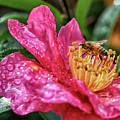 What's the Buzz? Photograph by Michael Frank What's the Buzz? Photograph by Michael Frank