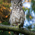 What's Up Owl Photograph by Michael Rauwolf What's Up Owl Photograph by Michael Rauwolf