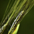 Wheat Essence by Vi Ray