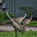 When Cranes Visit Photograph by Portia Olaughlin When Cranes Visit Photograph by Portia Olaughlin