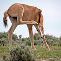 When You Have An Itch by Mindy Musick King