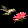 Whispering Hummingbird Square Photograph by Christina Rollo Whispering Hummingbird Square Photograph by Christina Rollo