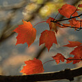 Whispers of Autumn by Dodie Ross