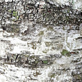 White Birch Bark by Trevor Slauenwhite White Birch Bark by Trevor Slauenwhite