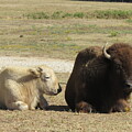 white buffalo calf and Mom by Virginia White