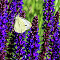 White Butterfly Photograph by Louis Dallara White Butterfly Photograph by Louis Dallara