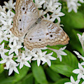 White Butterfly on White Flowers Photograph by WAZgriffin Digital White Butterfly on White Flowers Photograph by WAZgriffin Digital