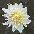 White Cactus Dahlia Photograph by Jerry Abbott White Cactus Dahlia Photograph by Jerry Abbott