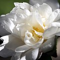 White Camellia III Photograph by Mingming Jiang White Camellia III Photograph by Mingming Jiang