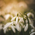 White common snowdrop - prank of nature Photograph by Vaclav Sonnek White common snowdrop - prank of nature Photograph by Vaclav Sonnek