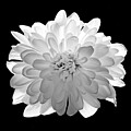 White Crisantemum flower head on black background by Severija Kirilovaite