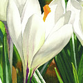 White Crocus Painting by Espero Art White Crocus Painting by Espero Art
