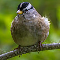 White-crowned Sparrow Portrait by Joe Fisher