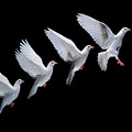White dove in flight multiple exposure 4 on black Photograph by Warren Photographic White dove in flight multiple exposure 4 on black Photograph by Warren Photographic