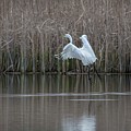 White Egret - 2 by David Bearden White Egret - 2 by David Bearden