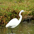 White Egret Photograph by Lens Art Photography By Larry Trager White Egret Photograph by Lens Art Photography By Larry Trager