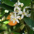 White orange blossoms and leaves in spring Photograph by Adriana Mueller White orange blossoms and leaves in spring Photograph by Adriana Mueller