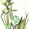 White Flowers Painting by George Cret White Flowers Painting by George Cret