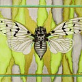 White Ghost Cicada Mixed Media by Kim McClinton White Ghost Cicada Mixed Media by Kim McClinton