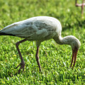 White Ibis Feeding Time Photograph by Portia Olaughlin White Ibis Feeding Time Photograph by Portia Olaughlin