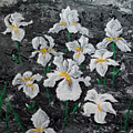 White Irises Painting by Vallee Johnson White Irises Painting by Vallee Johnson