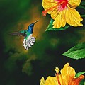 White Necked Jacobin and Yellow Hibiscus Painting by Dana Newman White Necked Jacobin and Yellow Hibiscus Painting by Dana Newman