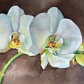 White Orchid by Eileen Petre