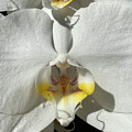 White Orchids Yellow Center Photograph by Karen Zuk Rosenblatt White Orchids Yellow Center Photograph by Karen Zuk Rosenblatt