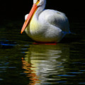 White Pelican of the Night Photograph by Alison Belsan Horton White Pelican of the Night Photograph by Alison Belsan Horton