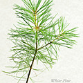 White Pine Mixed Media by Christina Rollo White Pine Mixed Media by Christina Rollo