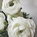 White Ranunculus Three by Lupen Grainne