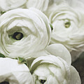 White Ranunculus Two by Lupen Grainne