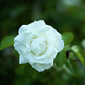 White Rose_6095 Photograph by Rocco Leone White Rose_6095 Photograph by Rocco Leone
