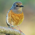 White-Rumped Shama Female Portrait by Nancy Gleason