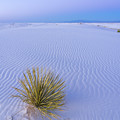 White Sands Yucca at Dusk Photograph by Tina Horne White Sands Yucca at Dusk Photograph by Tina Horne